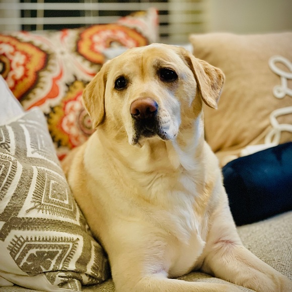 Meet your Posher, Nicholas - Picture 1 of 1